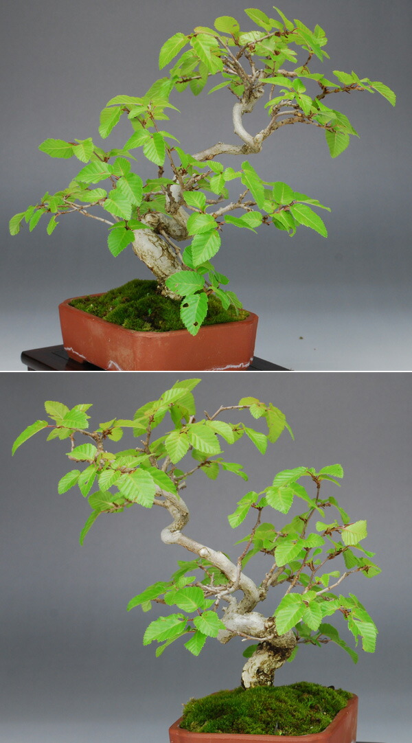 樹高13.5㎝ イワシデ ソロ 小品盆栽 BONSAI 真柏 黒松 五葉松 紅葉