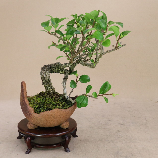 ムレスズメ　盆栽 盆栽：金雀花(むれすずめ)石付 現品*ムレスズメ Muresuzume