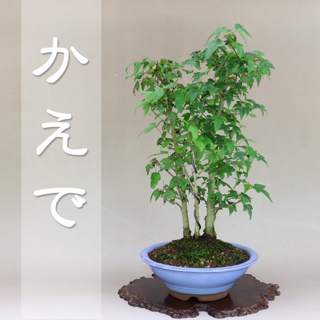 楓盆栽 極太素材
