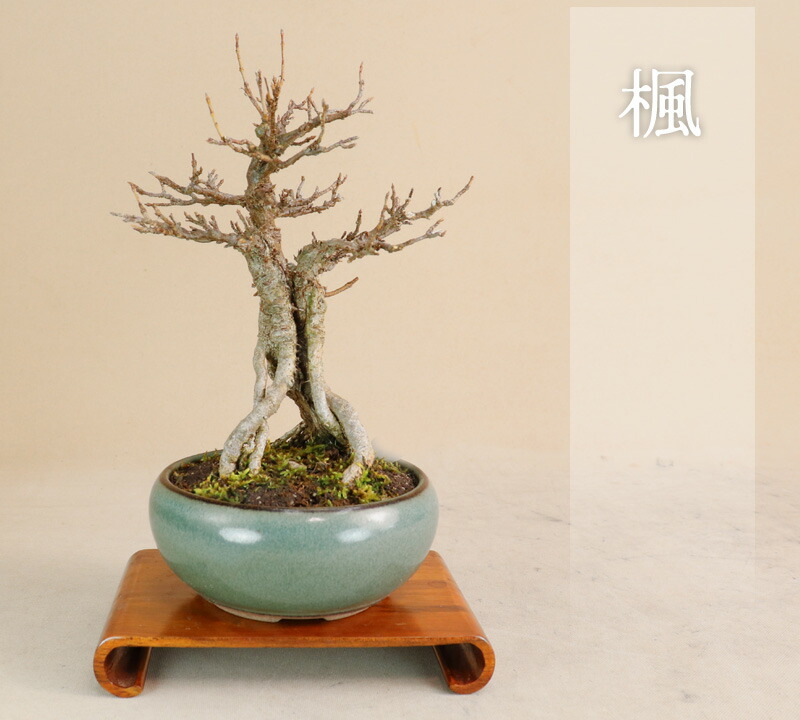 楽天市場】盆栽：楓石付 現品*かえで カエデ Kaede bonsai Acer 小品