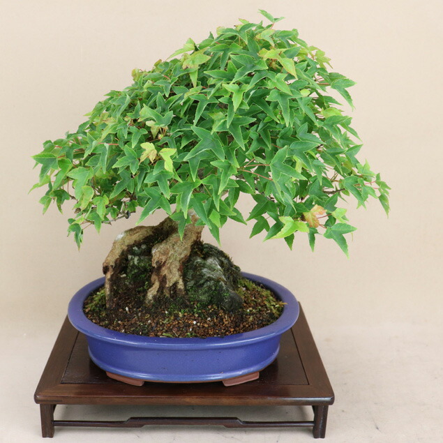 三河盆栽　カエデ　盆栽 ミニ盆栽：三河黒松（瀬戸焼）*鉢植え 祝い ギフト gift 誕生日
