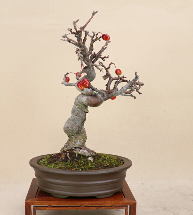 楽天市場】【送料無料】盆栽 小盆栽 黄金イトヒバ 大 : 片岡笑幸園