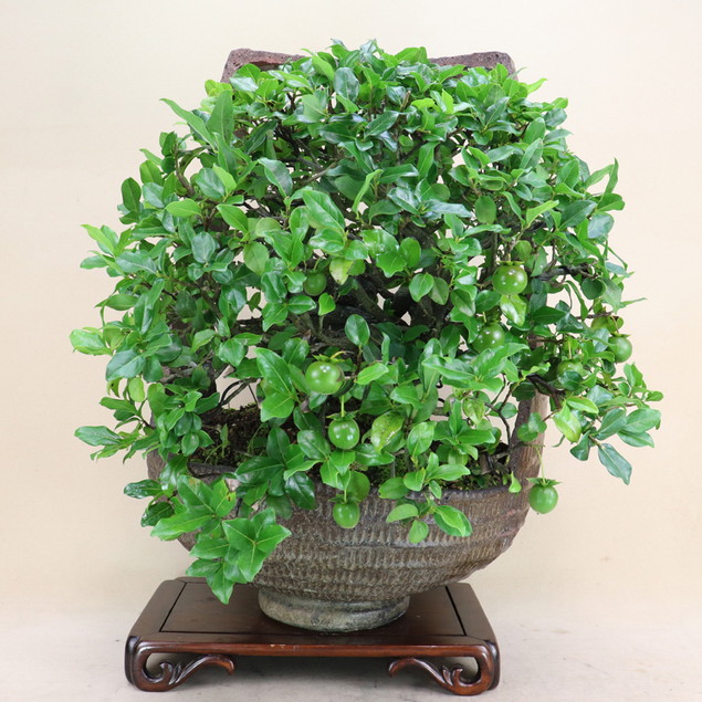 楽天市場】常盤柿 / トキワ柿 大型盆栽 （鉢：南蛮壺鉢） いよじ園