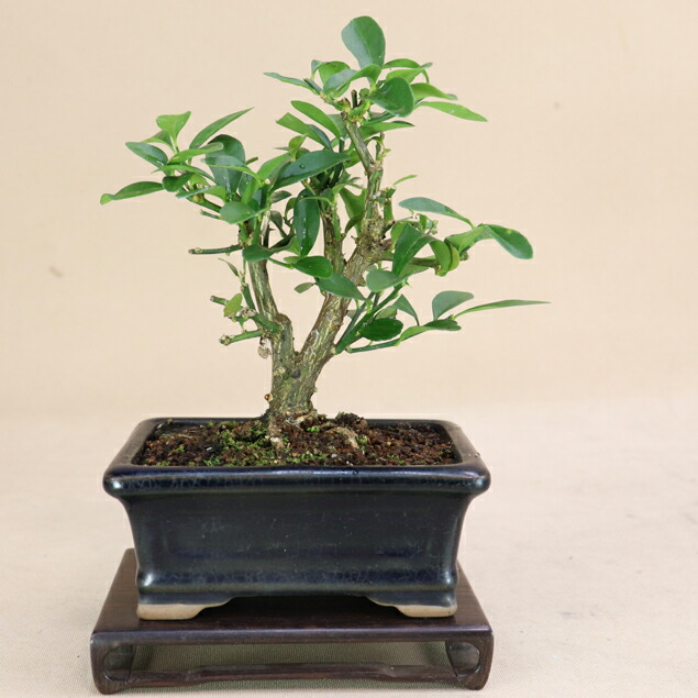 小品 盆栽 キンズ Yahoo!オークション - 「亦盆栽」金豆 キンズ 小品盆栽