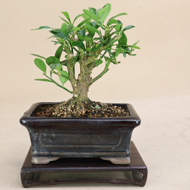 楽天市場】【 キンズ / 金豆 】 取木素材 ミニ盆栽（いよじ園） : いよ