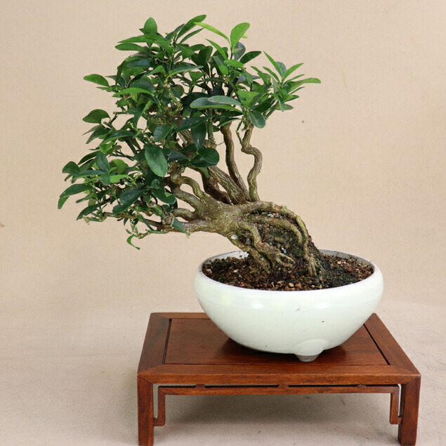 小品盆栽、金子(キンズ)半懸崖作り、根太 実付き、やや傷汚れあり 大島 小品盆栽、金子(キンズ)半懸崖作り、根太 実付き、やや傷汚れ