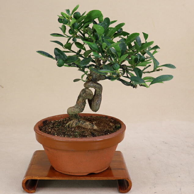 楽天市場】【 キンズ / 金豆 】 将来性抜群の素材 小品盆栽（いよじ園