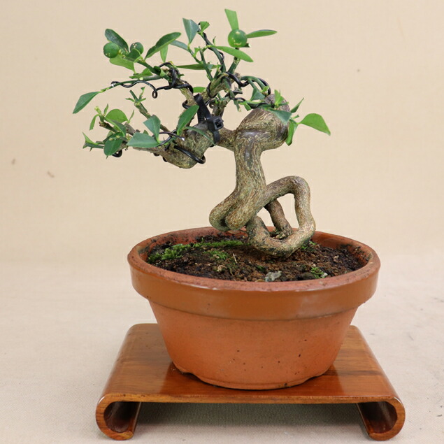 楽天市場】【 キンズ / 金豆 】 取木素材 ミニ盆栽（いよじ園） : いよ