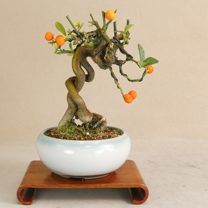 小品 盆栽 キンズ 楽天市場】【 キンズ / 金豆 】 取木素材 ミニ盆栽（いよじ園） : いよ