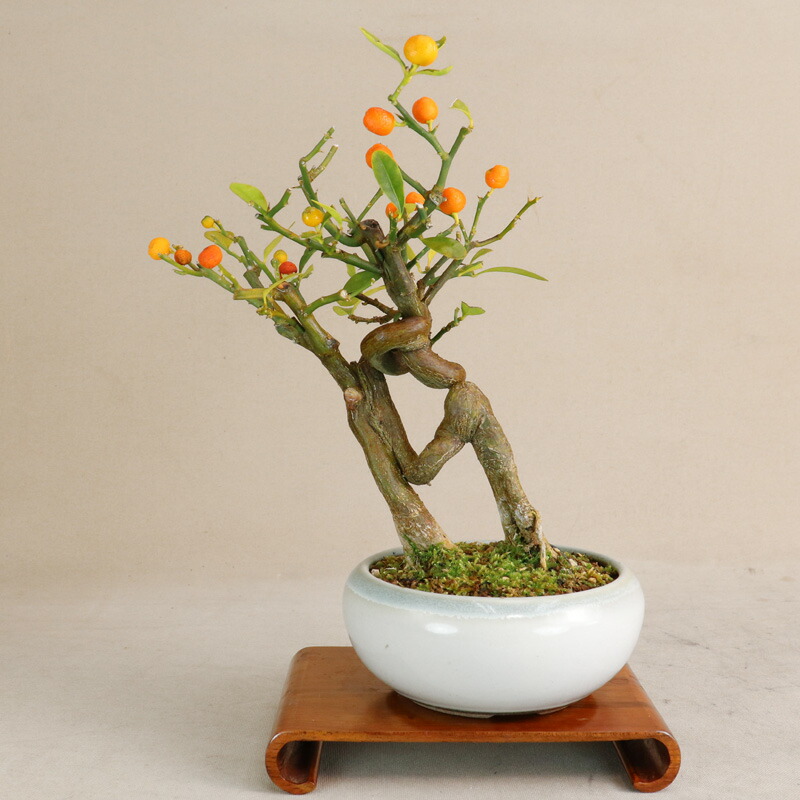 楽天市場】【 キンズ / 金豆 】 将来性抜群の素材 小品盆栽（いよじ園