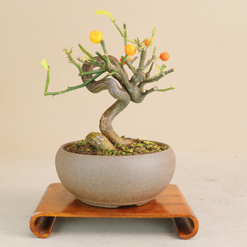 楽天市場】【 キンズ / 金豆 】 将来性抜群の素材 小品盆栽（いよじ園