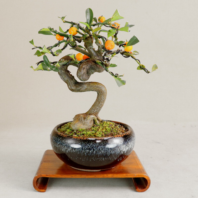 小品盆栽　金豆　キンズ 金豆（キンズ）の魅力｜キミのミニ盆栽びより