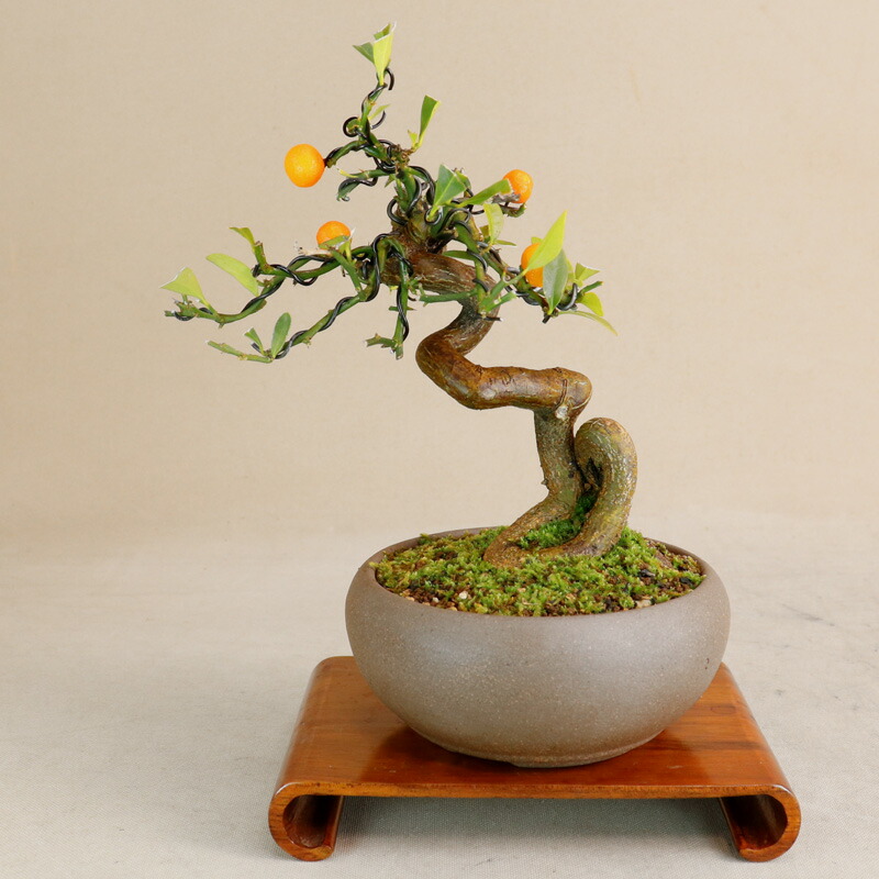 楽天市場】【 キンズ / 金豆 】 将来性抜群の素材 小品盆栽（いよじ園