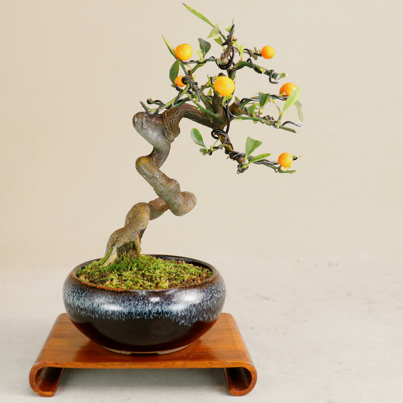 楽天市場】【 キンズ / 金豆 】 将来性抜群の素材 小品盆栽（いよじ園