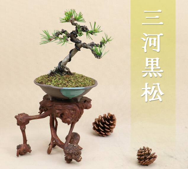 【小品 双幹 津山桧盆栽】　　⭕お洒落な一品❗真柏… 津山檜 小品盆栽