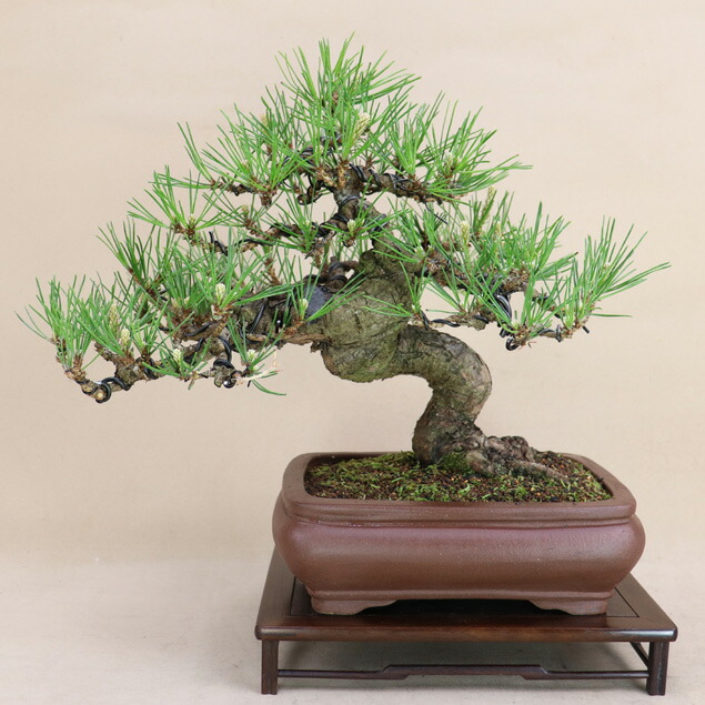逸品！葉先までわずか9㎝　宮島五葉松　ミニ　小品　盆栽　真柏　黒松　紫陽花　楓 楽天市場】【送料無料】 五葉松 - 宮島 - 中型サイズ 樹齢28年