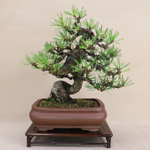楽天市場】赤松 （文人） 小品盆栽 【松 盆栽】いよじ園 : いよ