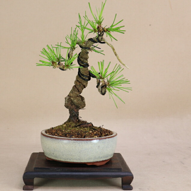 赤松　[文人風]　大品盆栽 赤松 [文人風] 大品盆栽