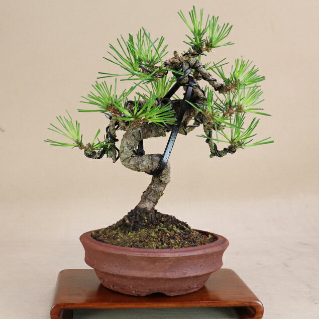 楽天市場】三河黒松 中品盆栽 【盆栽 松】いよじ園 : いよじ園 楽天市場店