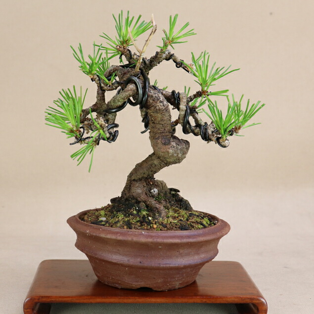 確認用　三河黒松　三河クロマツ　苗木　小品盆栽 確認用 三河黒松 三河クロマツ 苗木 小品盆栽 619pvhBcwLL._AC_UF350,