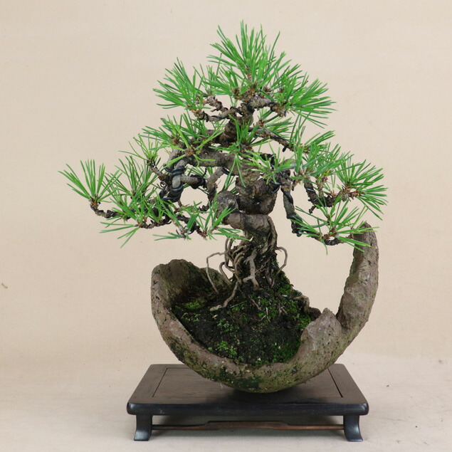 三河黒松　中品盆栽 盆栽 ：三河黒松* 現品 一点物 くろまつ クロマツ Kuromatsu