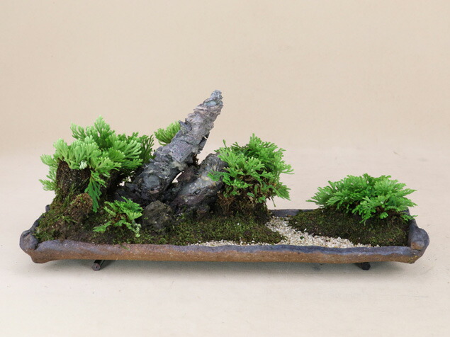 楽天市場】イワヒバ 4号鉢（c14） : 千草園芸