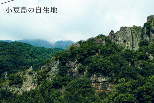 盆栽 姫ヒバ 小豆島産 絶景造り三陸 いよじ園 花 ガーデン Diy 花 観葉植物盆栽専門店が自信を持ってお届け致します 姫ヒバ 小豆島産 絶景造り三陸 いよじ園 盆栽 Southernoaksfuneralservice Com