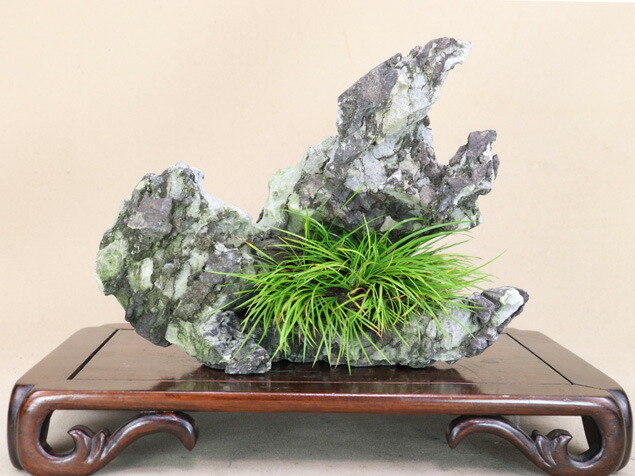 楽天市場】送料無料【草物盆栽】 小豆島産 岩ヒバ （岩松・岩ヒバ