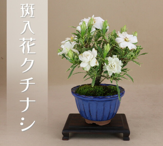 斑入花クチナシ 八重咲 小品盆栽 モダンカラー 波縁3 5号丸鉢 育て方説明書 肥料1年分プレゼント 予約中