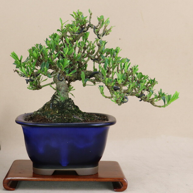 楽天市場】盆栽 特選：一位(イチイ） 現品*いちい Taxus