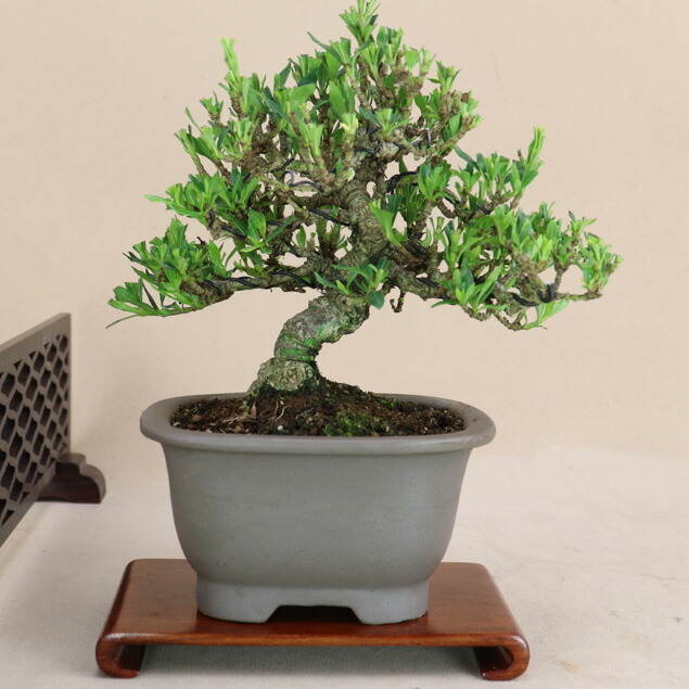 楽天市場】盆栽 特選：一位(イチイ） 現品*いちい Taxus cuspidata