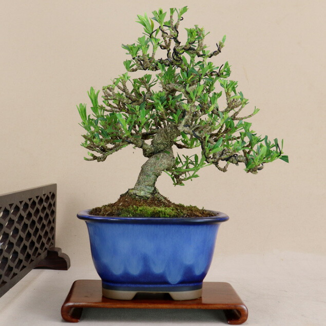 楽天市場】盆栽 特選：一位(イチイ） 現品*いちい Taxus