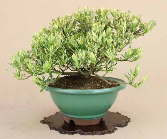 雑木・盆栽 】 盆栽 小品盆栽 ミニ盆栽 花物盆栽 厳選盆栽素材