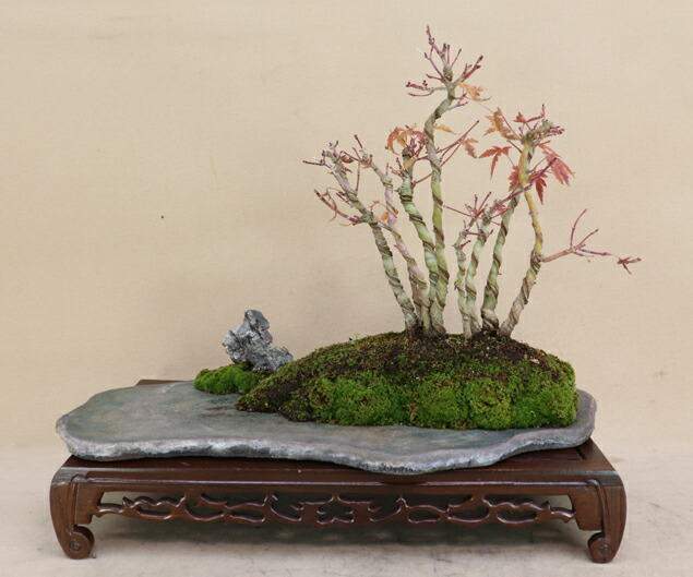 大品山もみじ盆栽 6-1 【公式通販】