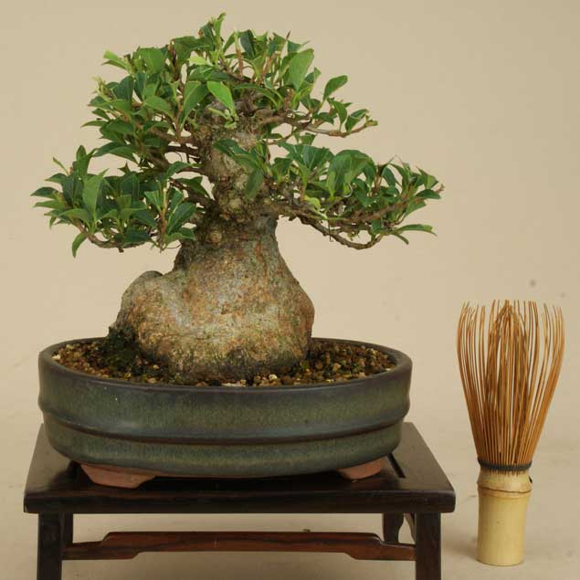 通販限定 送料無料 小品盆栽 ミニ盆栽 エゴ 白花 八房性 雑木盆栽 Smtb Kd 超特価激安 Tiendabudada Com