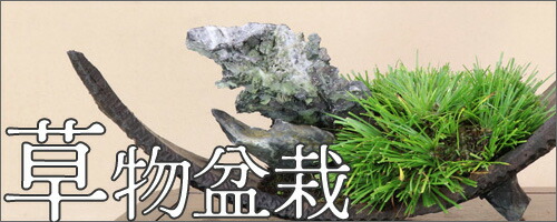 楽天市場】 盆栽鉢 > ブランド別 > 常滑焼 > 佳山 : いよじ園 楽天市場店