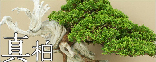 常滑焼盆栽鉢　角山 常滑焼盆栽鉢 角山 常滑 盆栽鉢製造 角山陶苑