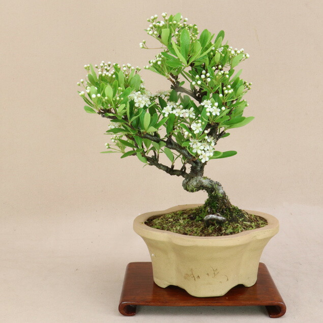 楽天市場】【盆栽種】 種 ピラカンサ : 園芸百貨店何でも揃うこぼんさい