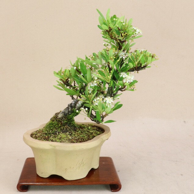 小品　雑木盆栽　　◆瑠璃瓢箪　（ルリビョウタン）◆　鉢　　１３ｃｍ 瑠璃瓢箪 A2553☆ルリビョウタン 花物実物類 貴風盆栽☆「送料無料