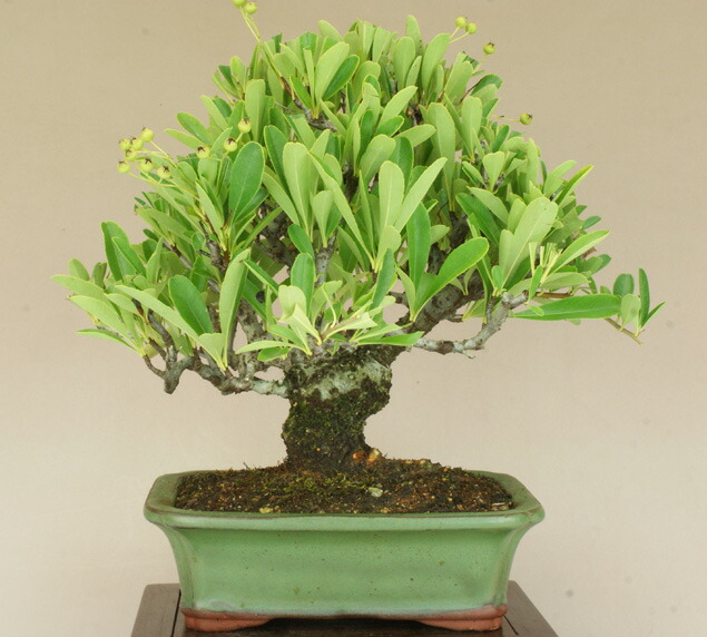 送料無料 ピラカンサ 小品文盆栽 雑木盆栽 いよじ苑地 Marchesoni Com Br