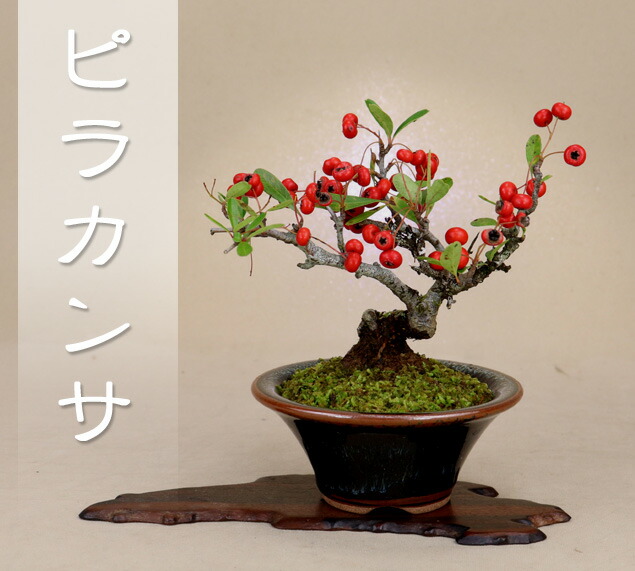 楽天市場 送料無料 ピラカンサ ミニ盆栽 実物盆栽 いよじ園 いよじ園 楽天市場店