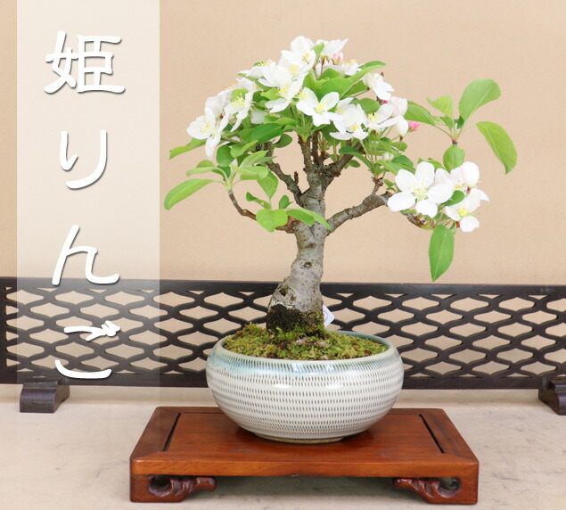 【貴風 津山檜盆栽】真柏　　　⭕希少、美品、お薦め品❗ 貴風 津山檜盆栽】真柏 ⭕希少、美品、お薦め品❗ - メルカリ