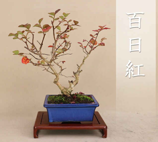 小品盆栽サルスベリ 盆栽 ミニサルスベリ ミニ盆栽 ミニ さるすべり サルスベリ 花