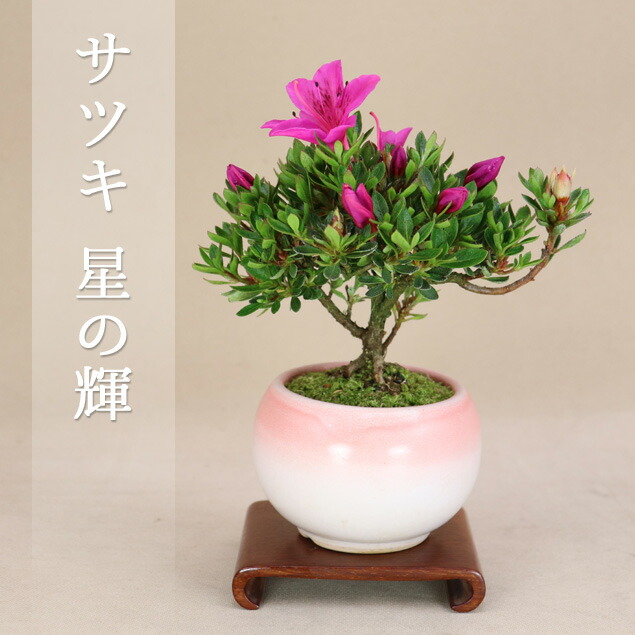 クチナシ　盆栽 盆栽 クチナシ（一重）【現品】（908278）