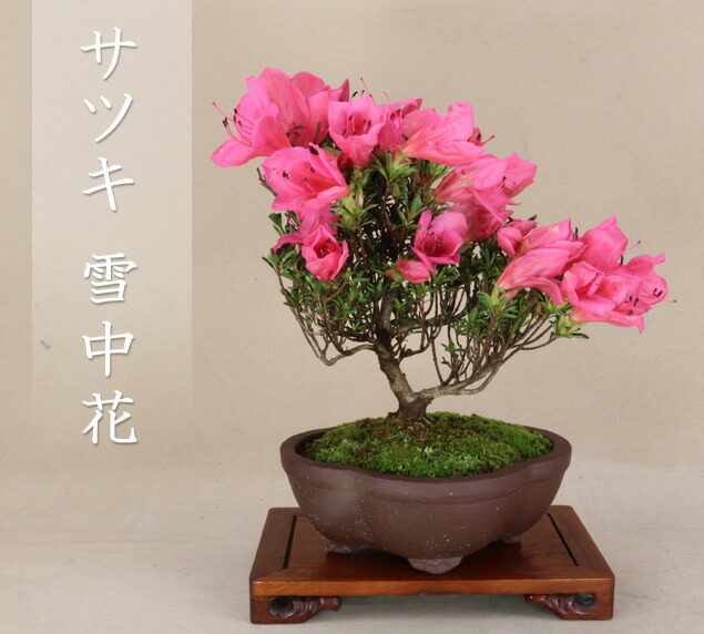 楽天市場】（2025年の花は終わり）サツキ - 星の輝 - ミニ盆栽