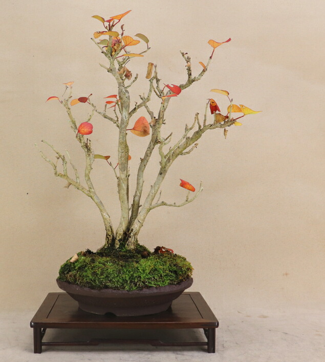 楽天市場】ハマボウ / 浜ぼう 寄植 （貴風盆栽） 【雑木盆栽】【いよじ