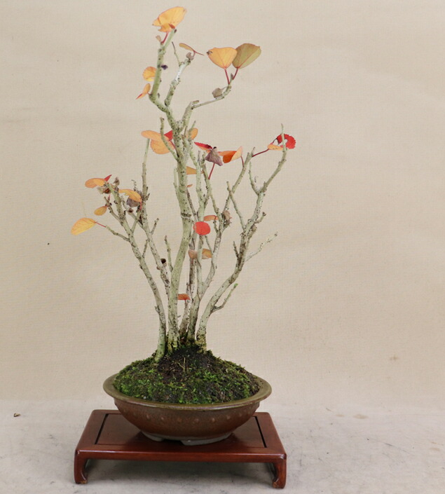 楽天市場】ハマボウ / 浜ぼう 寄植 （貴風盆栽） 【雑木盆栽】【いよじ