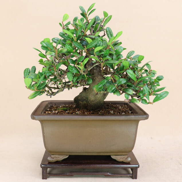 楽天市場】送料無料【草物盆栽】 小豆島産 岩ヒバ （岩松・岩ヒバ