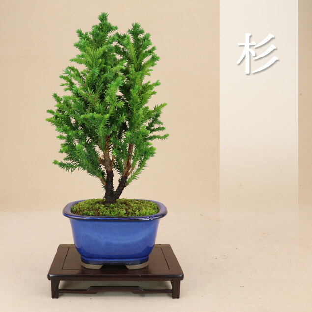 【貴風 津山檜盆栽】真柏　　　⭕希少、美品、お薦め品❗ 楽天市場】津山ヒノキの通販