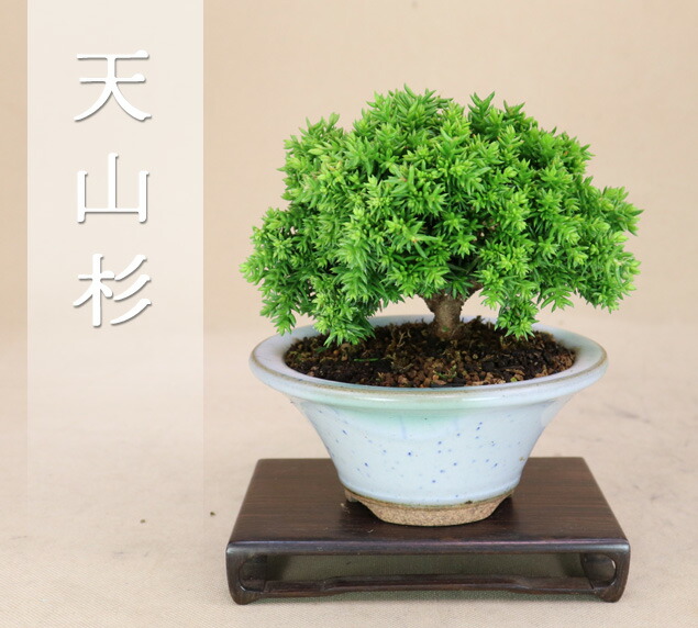 【レア】天山×花扇コラボ　ミニ盆栽鉢 産地直送 盆栽 旭山桜 2Lサイズ 鉢色 瑠璃（受け皿セット